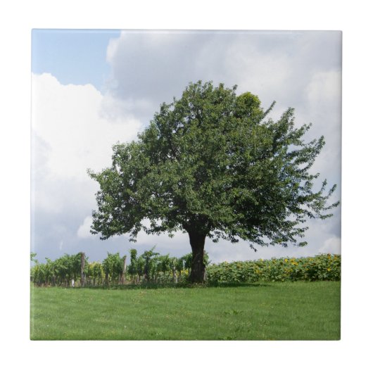 Kirschbaum im Sommer Fliese (Vorderseite)