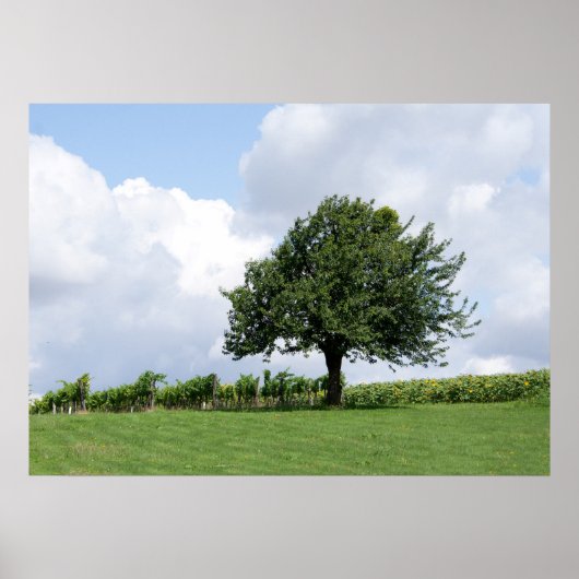 Kirschbaum im Sommer Poster (Vorne)