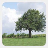 Kirschbaum im Sommer Quadratischer Aufkleber (Vorderseite)