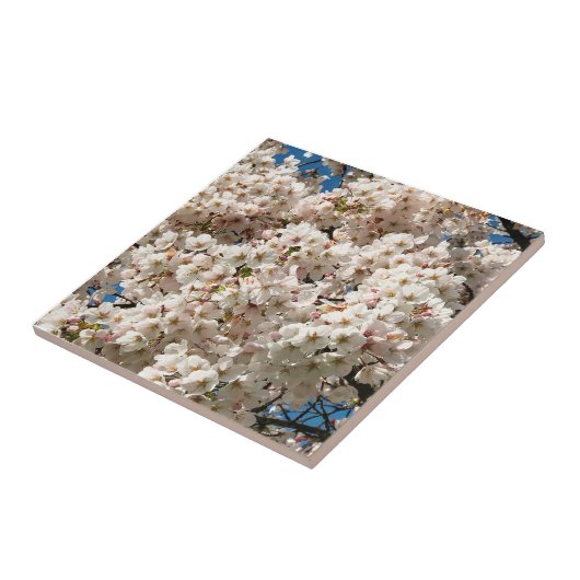 Kirschbaum in Bloom, Oregon Fliese (Seite)