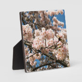 Kirschbaum in Bloom, Oregon Fotoplatte (Vorderseite)