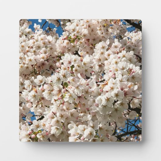 Kirschbaum in Bloom, Oregon Fotoplatte (Vorderseite)