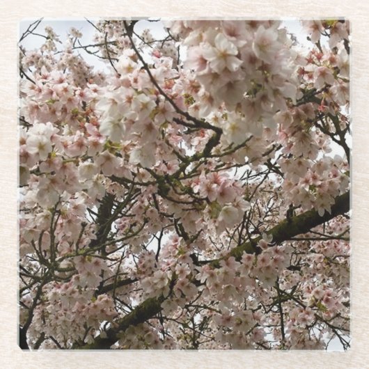 Kirschbaum in Bloom, Oregon Glasuntersetzer (Vorderseite)