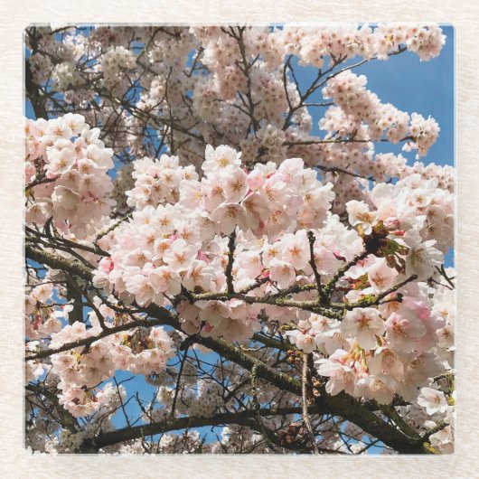 Kirschbaum in Bloom, Oregon Glasuntersetzer (Vorderseite)
