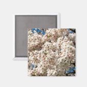 Kirschbaum in Bloom, Oregon Magnet (Vorderseite/Rückseite)