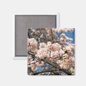 Kirschbaum in Bloom, Oregon Magnet (Vorderseite/Rückseite)