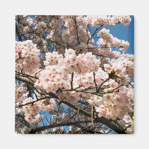 Kirschbaum in Bloom, Oregon Magnet