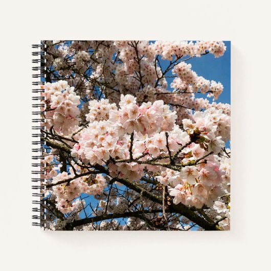 Kirschbaum in Bloom, Oregon Notizblock (Vorderseite)
