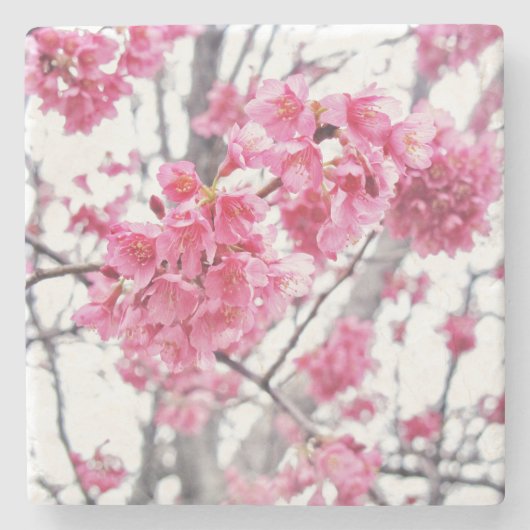 Kirschbaum in Blüte Steinuntersetzer (Vorderseite)