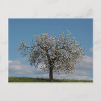 Kirschbaum mit Blüten