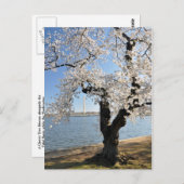 Kirschbaum mit weißen Blüten Postkarte (Vorne/Hinten)