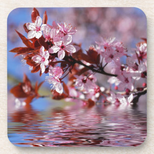 Kirschbaumblüten Getränkeuntersetzer