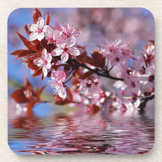 Kirschbaumblüten Getränkeuntersetzer (Vorderseite)