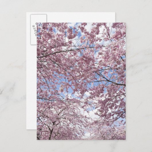 Kirschbäume in Blüte Postkarte (Vorne/Hinten)