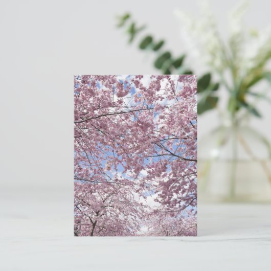 Kirschbäume in Blüte Postkarte (Stehend Vorderseite)