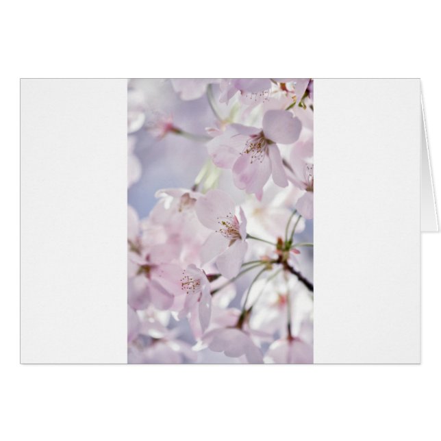 Kirschblüte (Vorderseite (Horizontal))