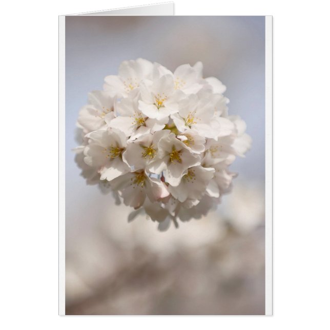 Kirschblüte (Vorne)