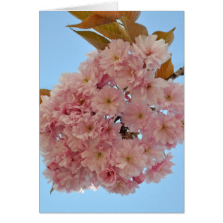 Kirschblüte002