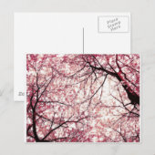 Kirschblüte 2 postkarte (Vorne/Hinten)