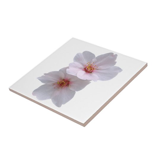 Kirschblüte Fliese (Seite)