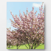 Kirschblüte Fotoplatte (Vorderseite)