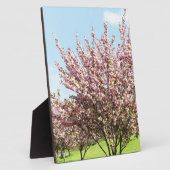 Kirschblüte Fotoplatte (Seite)