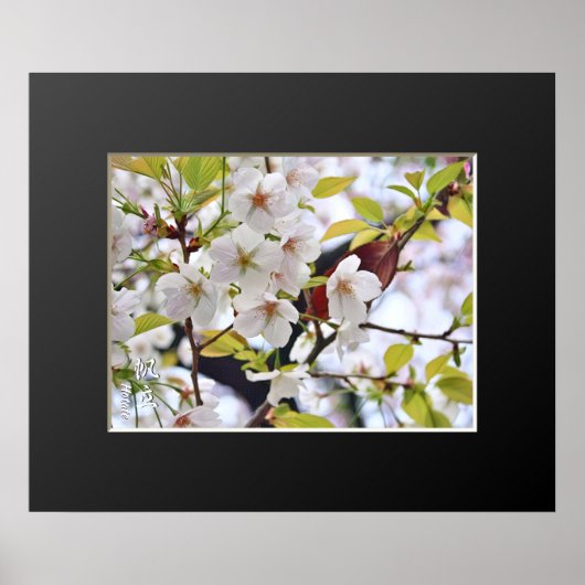 Kirschblüte: Hotate Poster (Vorne)