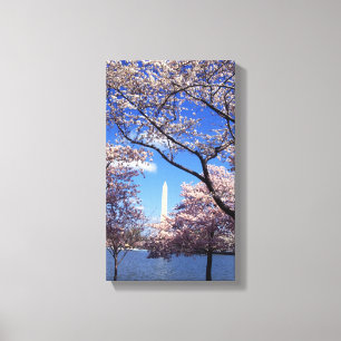 Kirschblüte im Washington DC Leinwanddruck