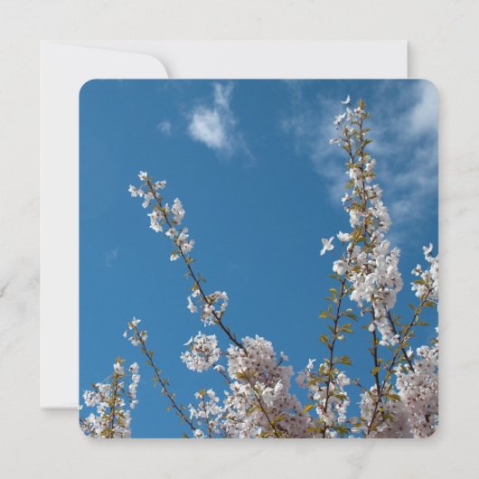 Kirschblüte in blauem Himmel Hochzeitseinladungen. Einladung (Rückseite)