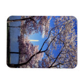 Kirschblüte in Washington DC Magnet (Horizontal)