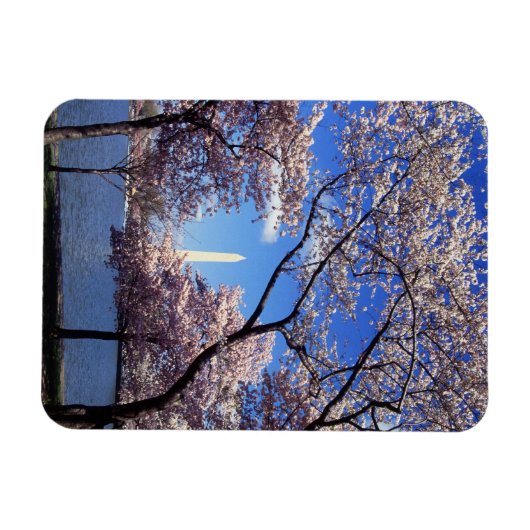 Kirschblüte in Washington DC Magnet (Horizontal)