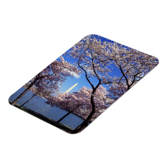 Kirschblüte in Washington DC Magnet (Linke Seite)