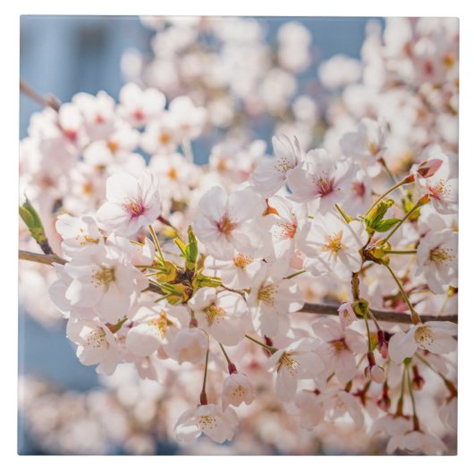 Kirschblüte Japan Blumenrosa hübsch einzigartig Fliese (Vorderseite)