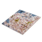 Kirschblüte Japan Blumenrosa hübsch einzigartig Fliese (Seite)