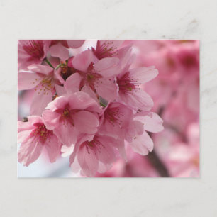 Kirschblüte: Japan Postkarte