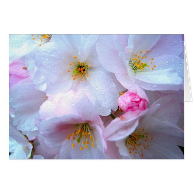 Kirschblüte - Karte (Vorderseite (Horizontal))