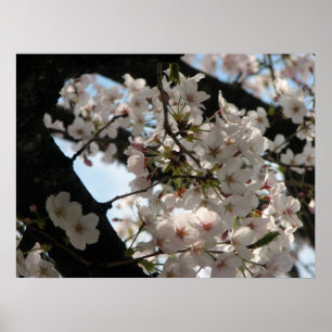 Kirschblüte (Kirschblüte) Poster