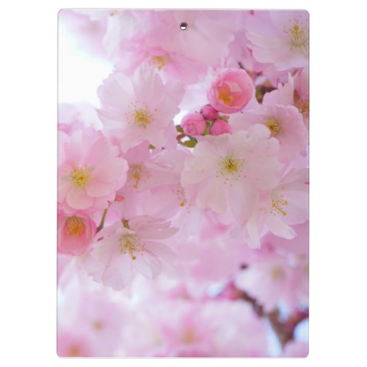 Kirschblüte Klemmbrett (Rückseite)