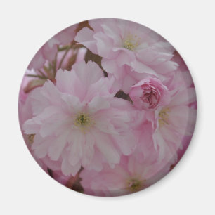 Kirschblüte Magnet