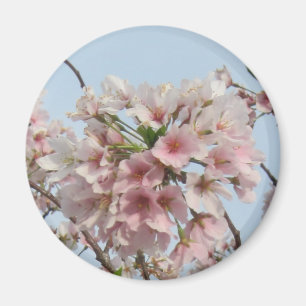 Kirschblüte Magnet