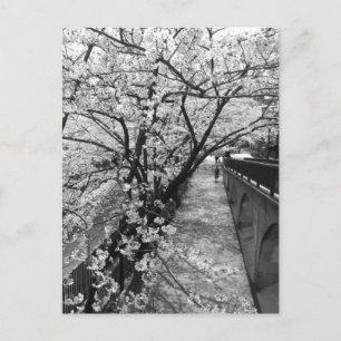 Kirschblüte: Meguro-Fluss, Tokio Postkarte