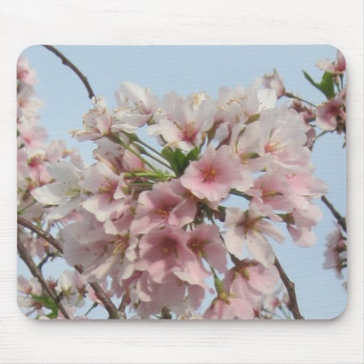 Kirschblüte Mousepad (Vorne)