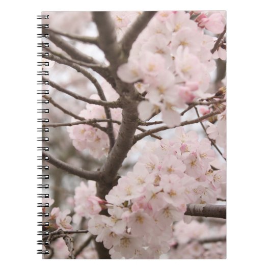 Kirschblüte Notizblock (Vorderseite)