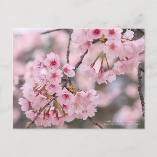 Kirschblüte "Oh-kanzakura":Postkarte Postkarte (Vorderseite)