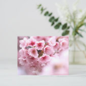Kirschblüte "Oh-kanzakura":Postkarte Postkarte (Stehend Vorderseite)