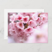 Kirschblüte "Oh-kanzakura":Postkarte Postkarte (Vorne/Hinten)