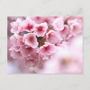 Kirschblüte "Oh-kanzakura":Postkarte Postkarte