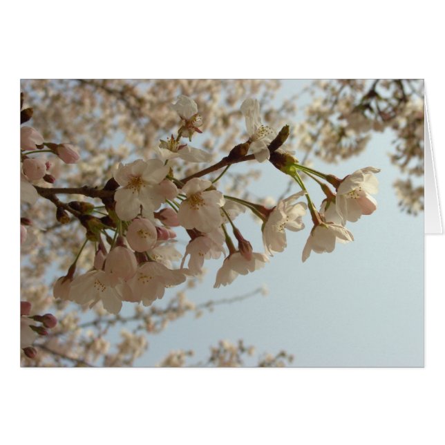 Kirschblüte pink (Vorderseite (Horizontal))