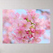 Kirschblüte Poster (Vorne)