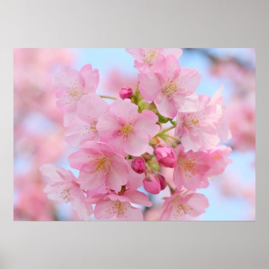 Kirschblüte Poster (Vorne)